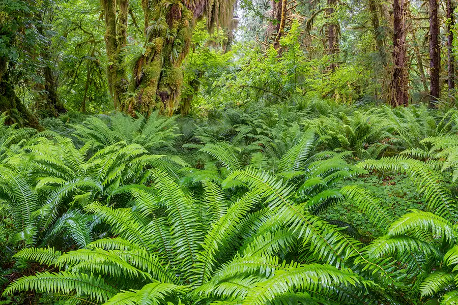 Rescue plan for nature: How to fix the biodiversity crisis